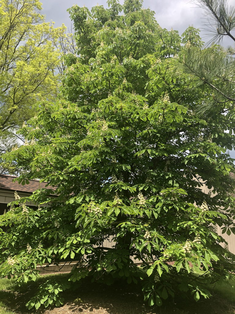 White Horse Chestnut