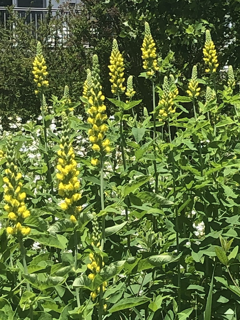 Carolina Pea