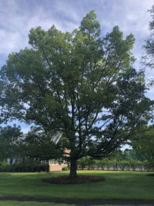Sawtooth Oak