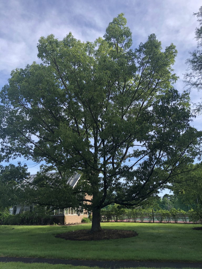 Sawtooth Oak