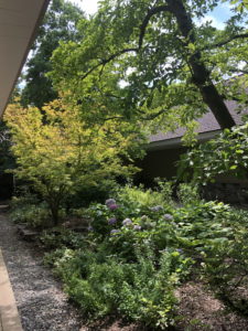 Court 16 shade garden