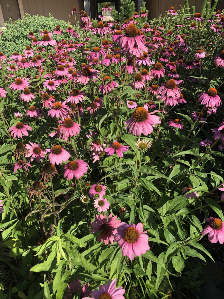 Echinacea