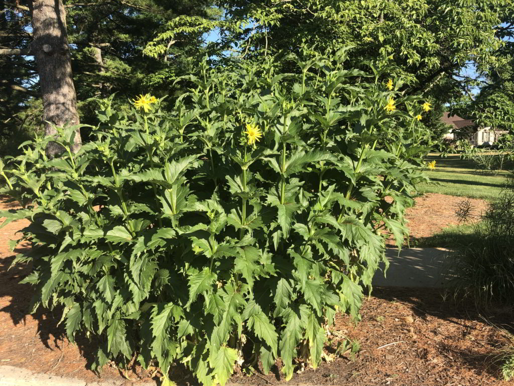 Silphium or cup plant