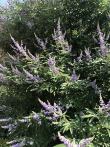 Vitex