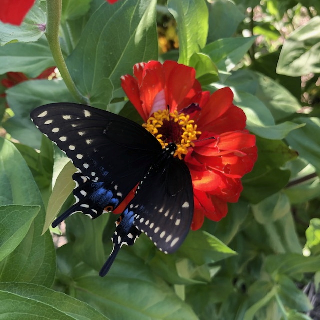 Medford Farm - swallowtail