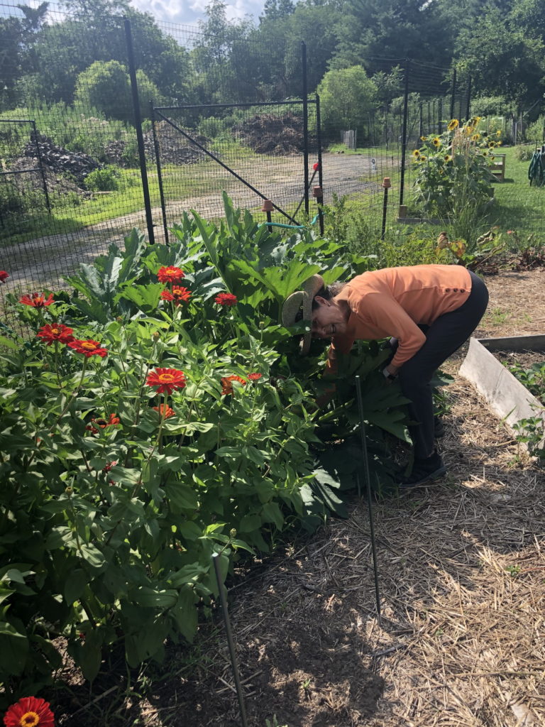 Medford Farm - flowers