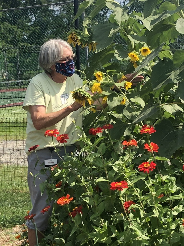 Medford Farm - flowers