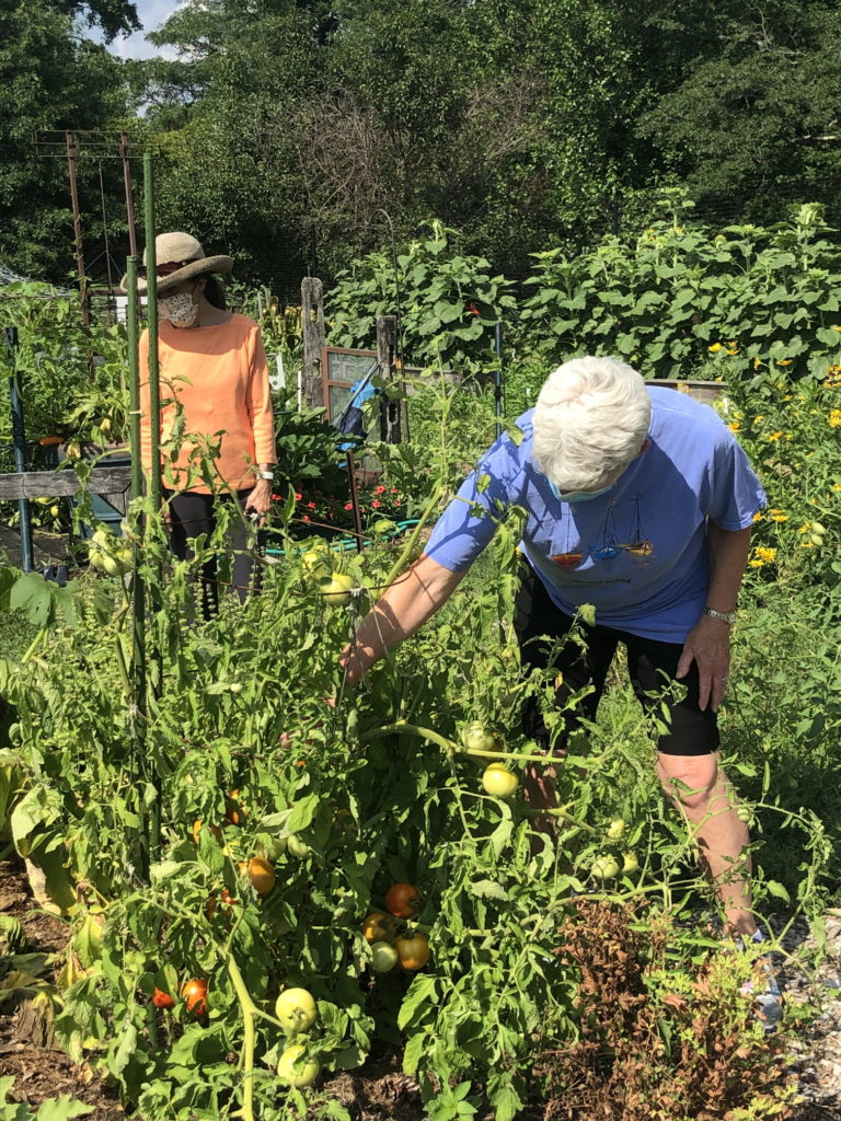 Medford Farm - flowers