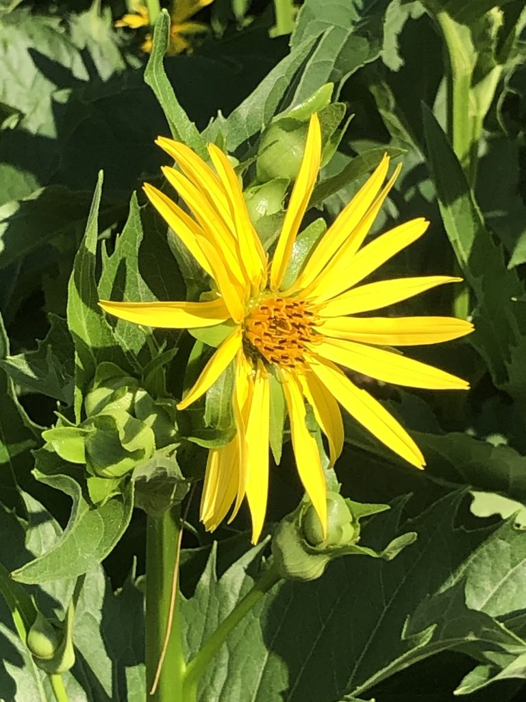 Silphium or cup plant