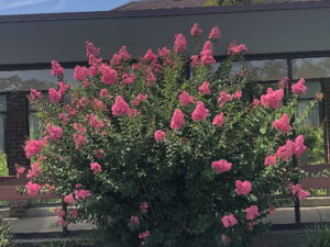 Crape Myrtle
