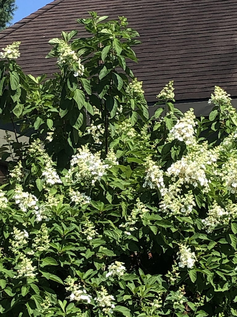 Hydrangeas