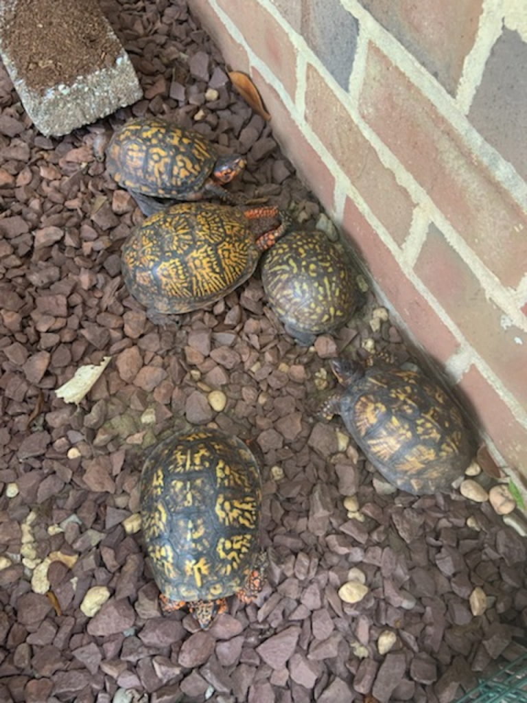 Atrium turtles