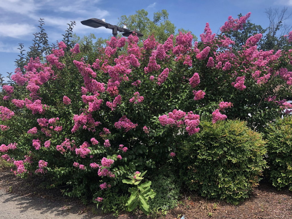 Crape Myrtle