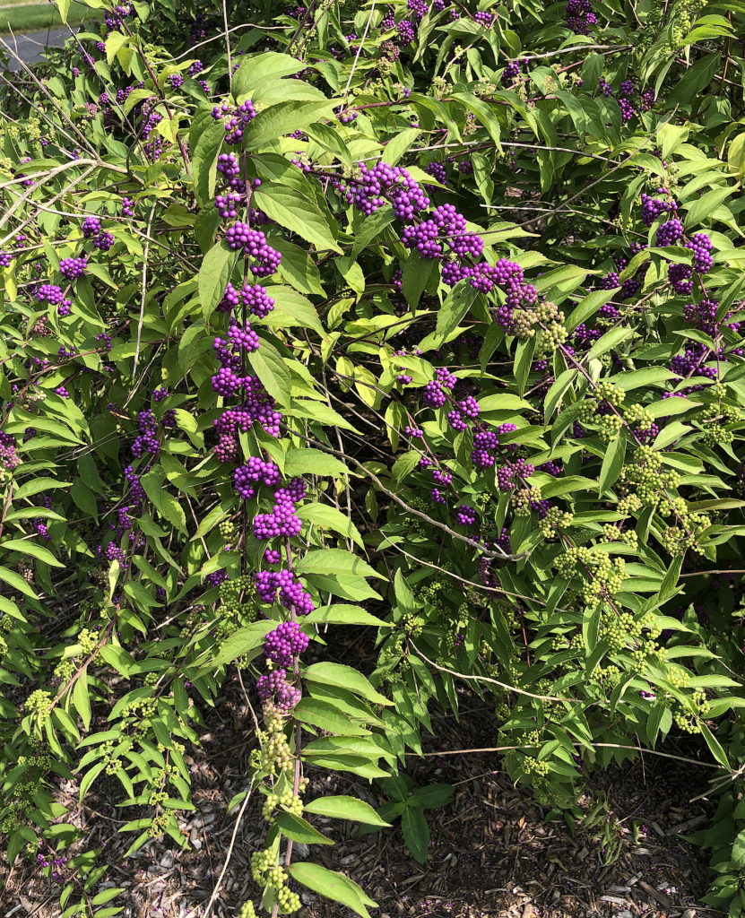 Beautyberry