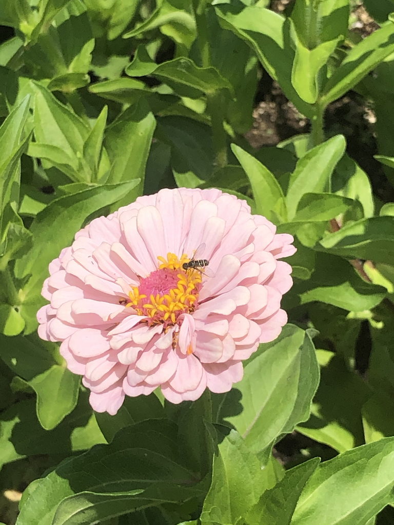 Pink Zinnia