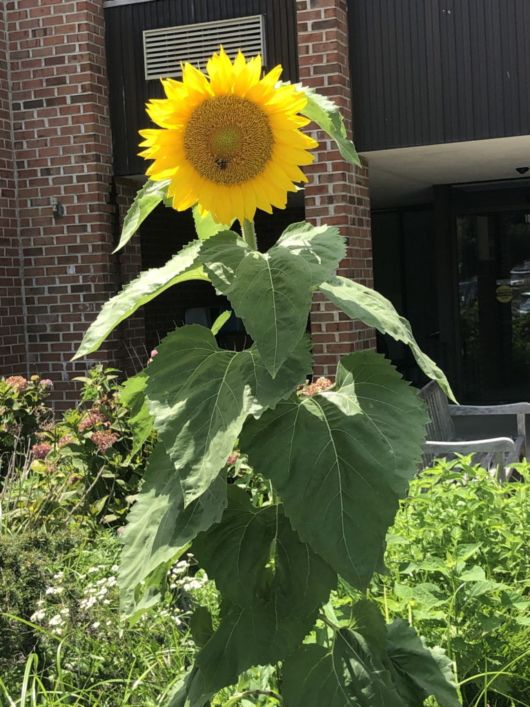 Giant sunflower