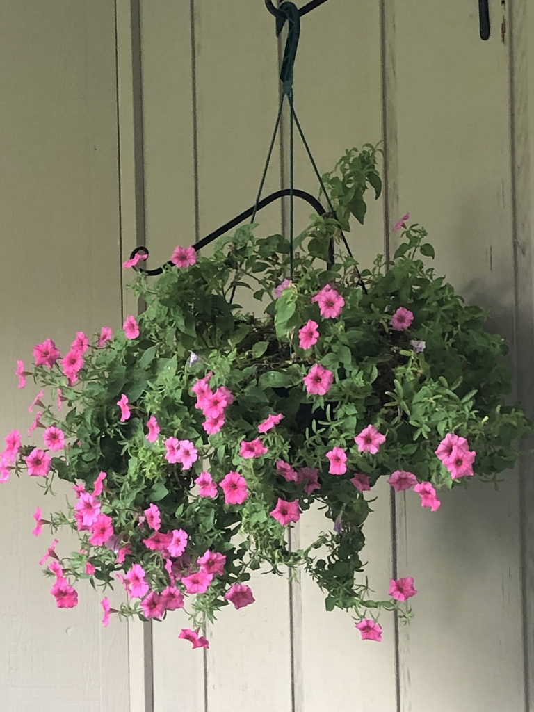 Pink petunias