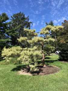 Dragon's Eye Pine