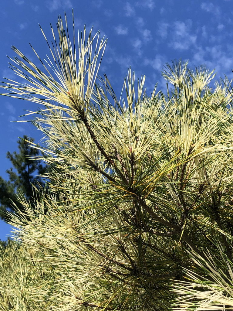 Dragon's Eye Pine