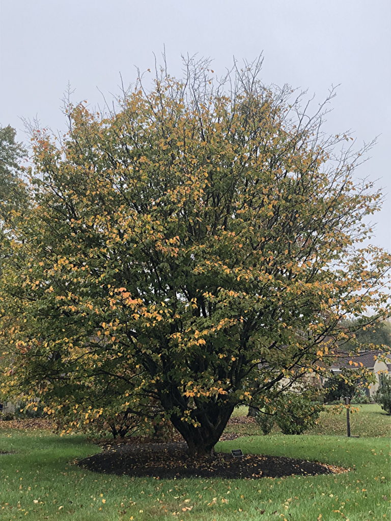 Parrotia tree