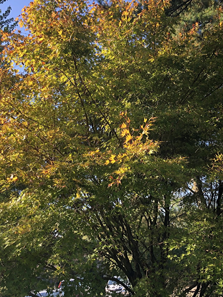 Japanese Maple