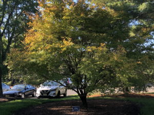 Japanese Maple