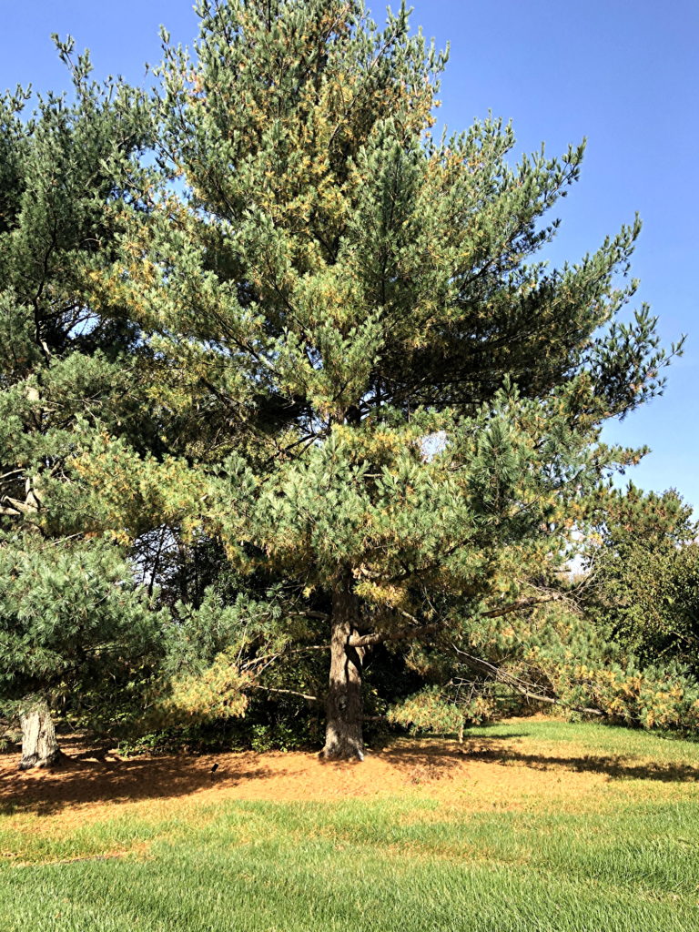 Yellowing White Pines