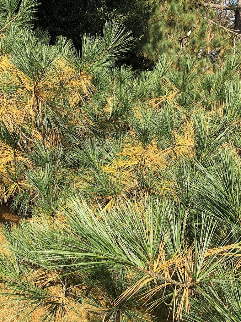 October 23, 2020 Pine needle yellowing Barton Arboretum and Nature