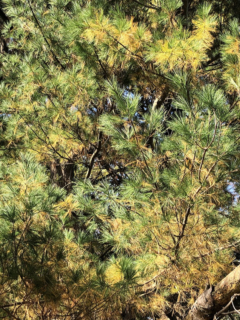 Yellowing White Pines