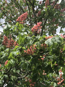 Pink Horsechestnut