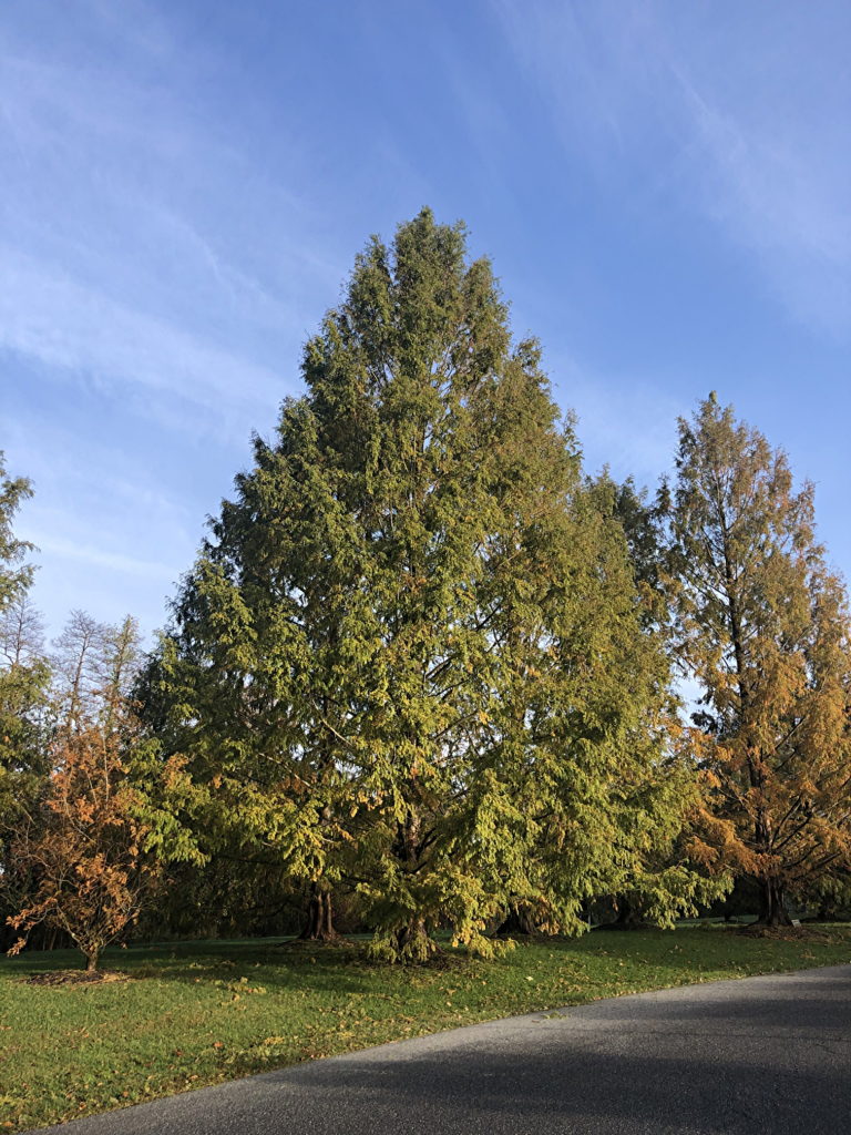 Dawn Redwood trees