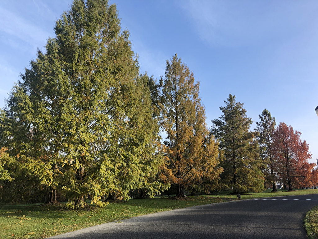 Dawn Redwood trees