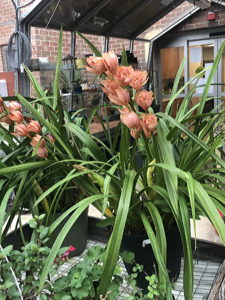Haddon Greenhouse