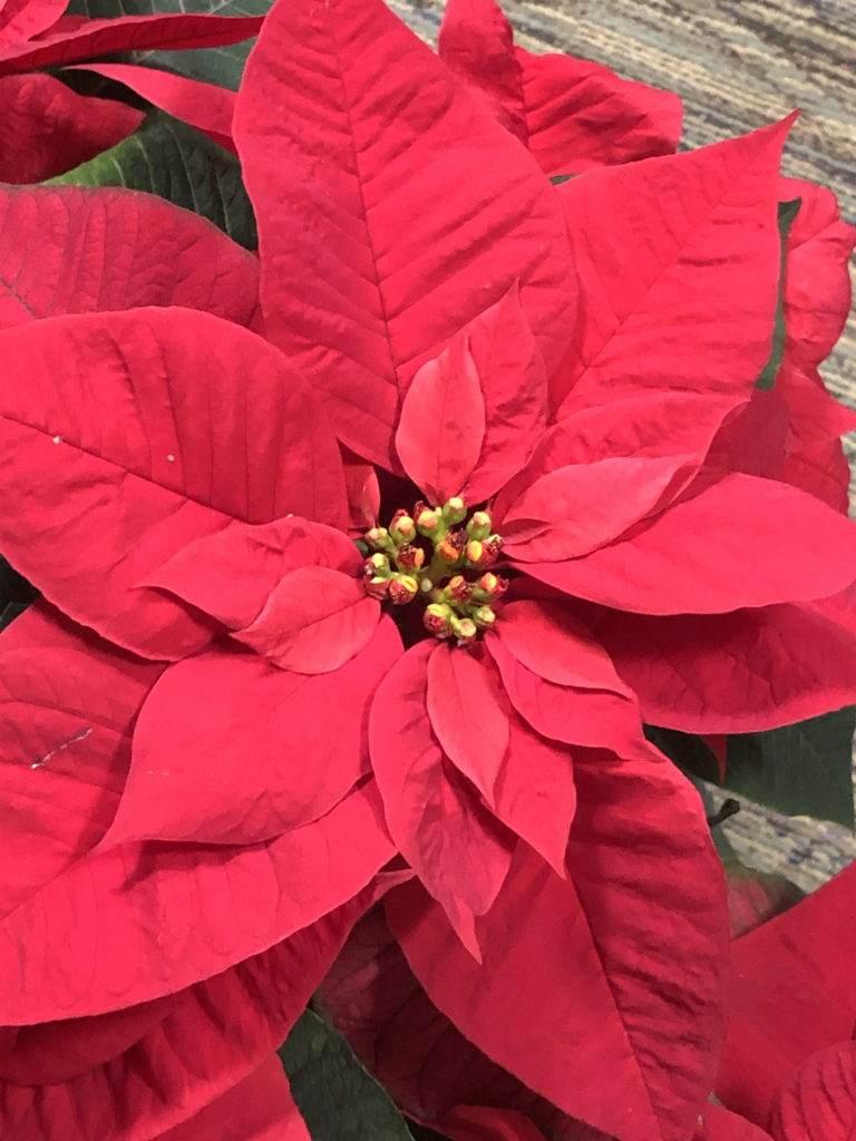 Poinsettia