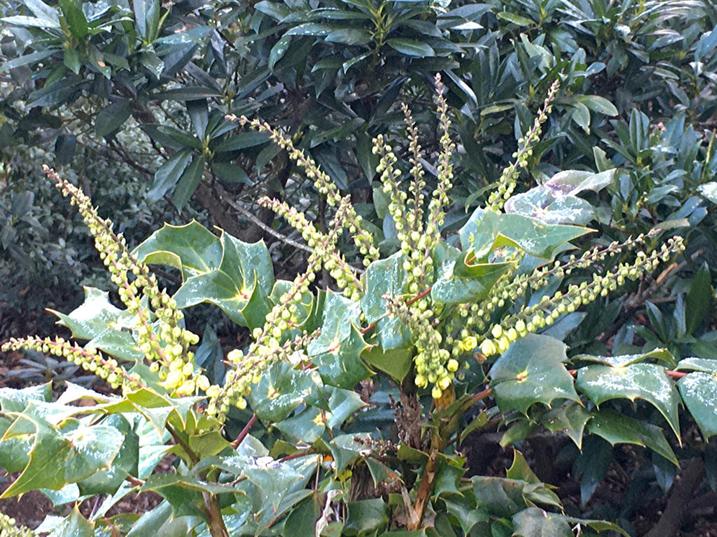 Leatherleaf Mahonia