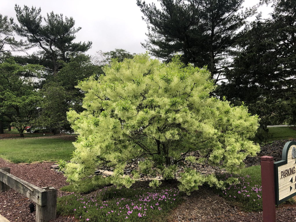 Smoke tree