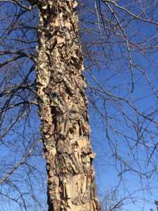 River birch