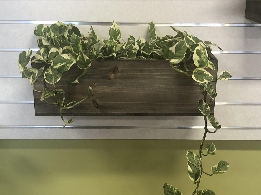 plant wall display