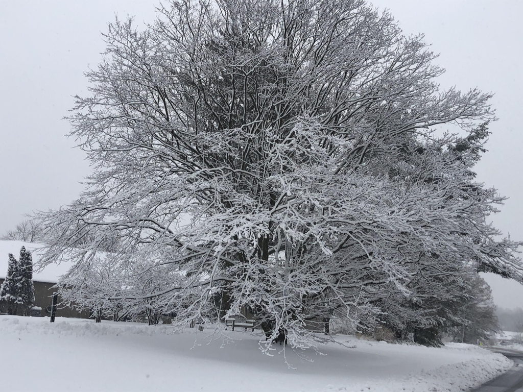 Winter in the arboretum