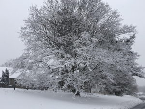 Winter in the arboretum