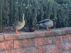 Mallards