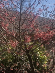 EarlySpringColors3