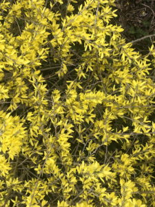 forsythia