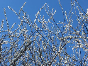 Pussy Willow