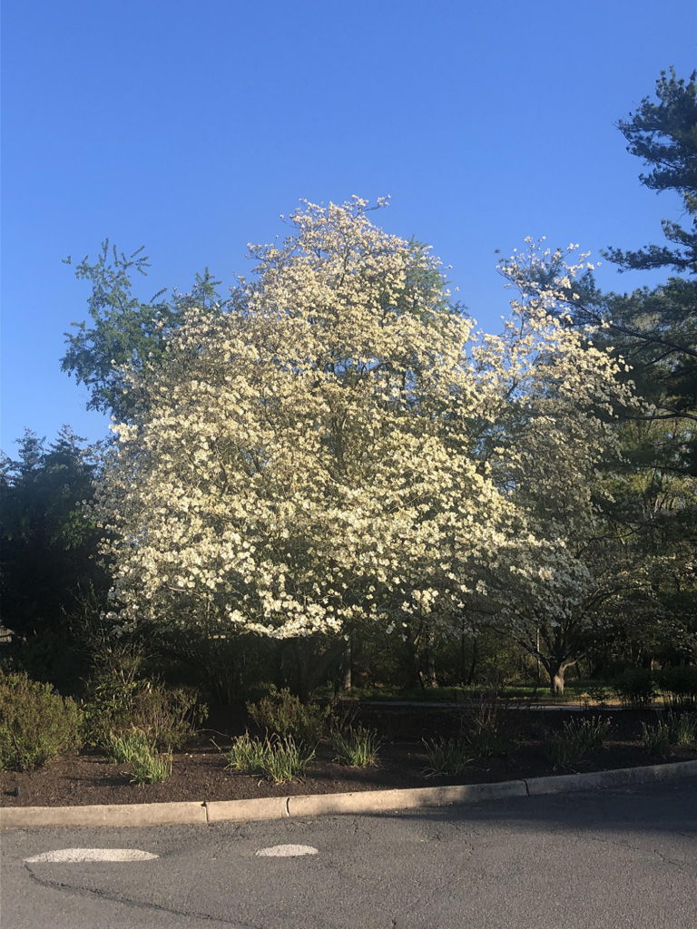 Flowering dogwood