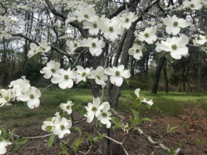Flowering dogwood