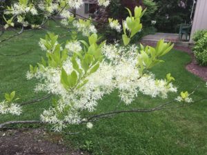 Fringetree