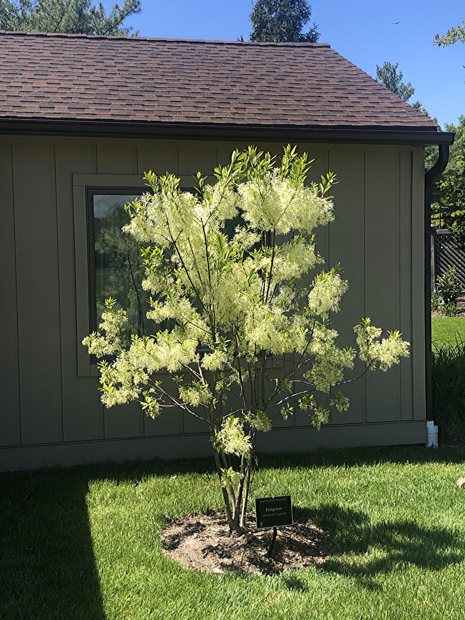 May 21, 2021 Fringe tree Barton Arboretum and Nature Preserve