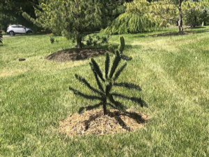 New Tree 2021