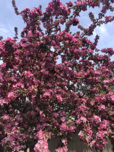 Centurion Crabapple
